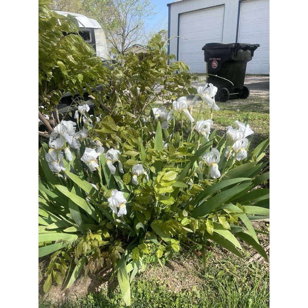 5 White-Yellow-purple Iris Bulbs/Rhizomes Fresh Dug Cut Live